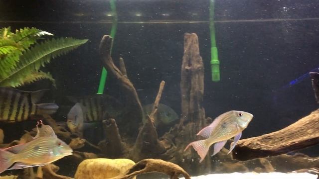 Geophagus sveni and Heros severus смотреть онлайн