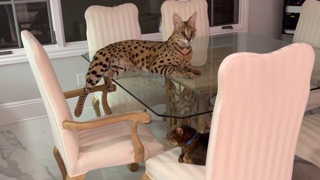Serval Cat and Savannah Cat will not separate смотреть онлайн