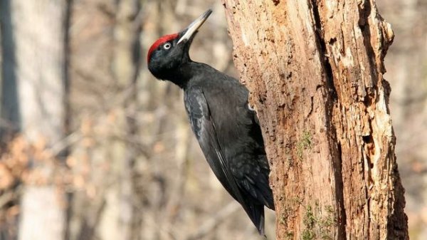 Голоса птиц Как поёт Дятел чёрный Dryocopus martius.mp4