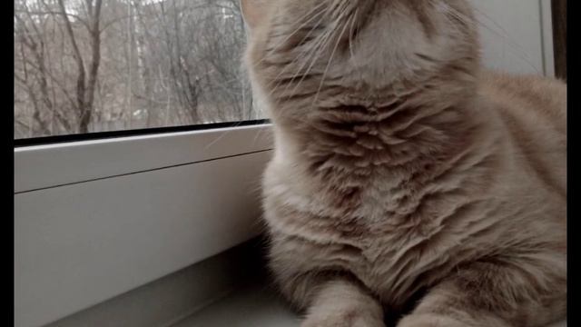Обожает смотреть в окно смотреть онлайн