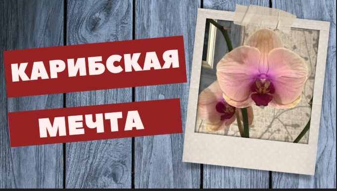 Поможем Карибской мечте!