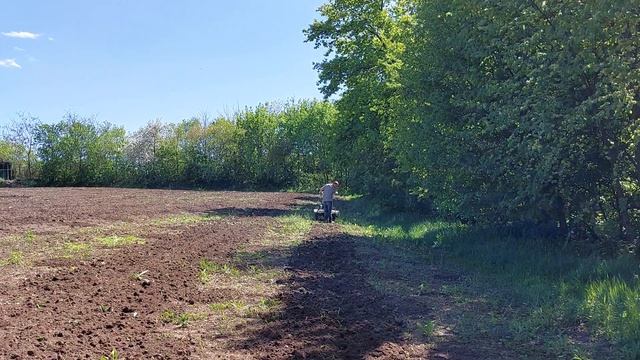 Прополка тыкв на земельном участке тяжелым дизельным мотоблоком Зубр 8 л.с выпуск 1. Pumpkin Weedin