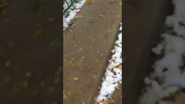 у нас дерево возле дома упало смотреть онлайн