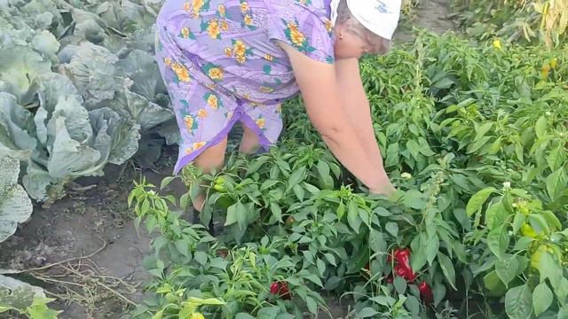 ОТКУДА ТАКОЙ ПЕРЕЦ❓😕🤔