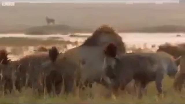Дружба львов смотреть онлайн