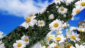 Ромашка белая, лепесточки нежные....wmv  Исполняет  Группа "Экспресс"