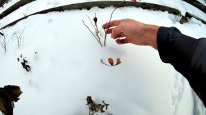 Голубика зимой. Выращивание голубики на Южном Урале. Чантеклир, Чандлер, Блюгольд и Северная Страна