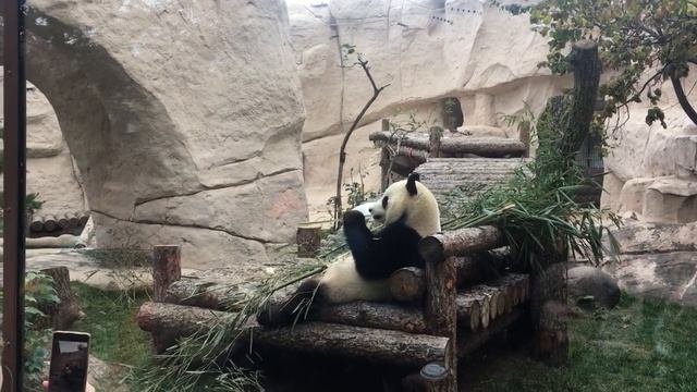 Кто они панды? #Panda #панда #Зоопарк #Москва #zoo #Moscow смотреть онлайн