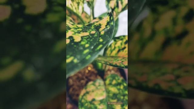 Aglaonema Ruby Orange#short