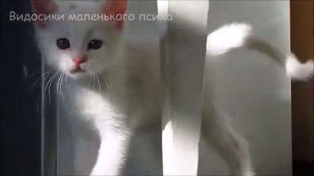 Психованный кот Макс_Pets TV