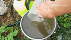 ЗОЛА-ОБРАБОТКА ВИНОГРАДА от ОИДИУМА, МИЛЬДЬИ,АНТРАКНОЗА  .ПРИГОТОВЛЕНИЕ ЗОЛЬНОЙ ВЫТЯЖКИ..