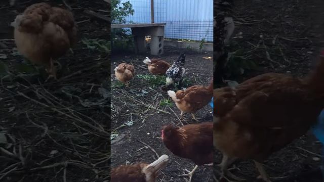 Петух Павловской породы смотреть онлайн