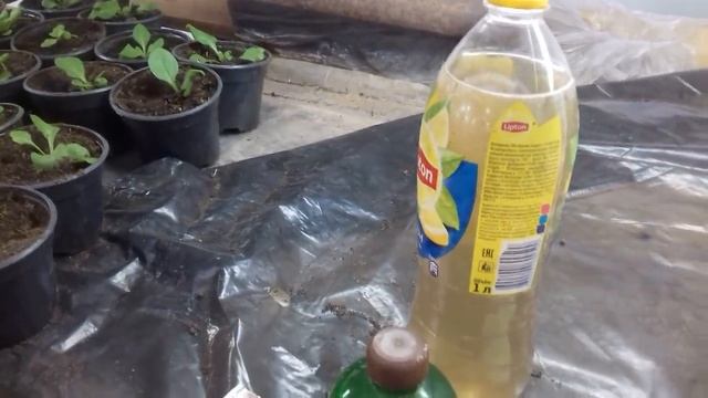 Секретная подкормка петунии -для быстрого развития.