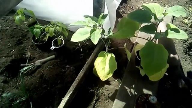баклажан летом парник 2 часть Высадка, уход, первая половина лета. смотреть онлайн