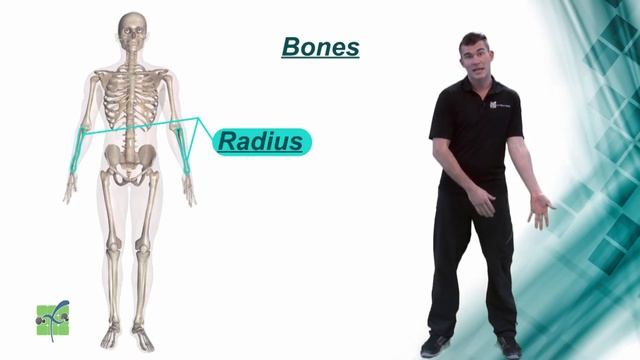 Radius: Bones Location & Function смотреть онлайн