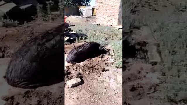 В мире животных. Принятие лечебных грязевых ванн. смотреть онлайн