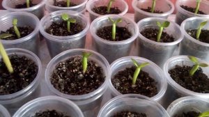 Адениумы - всходы, уход и содержание