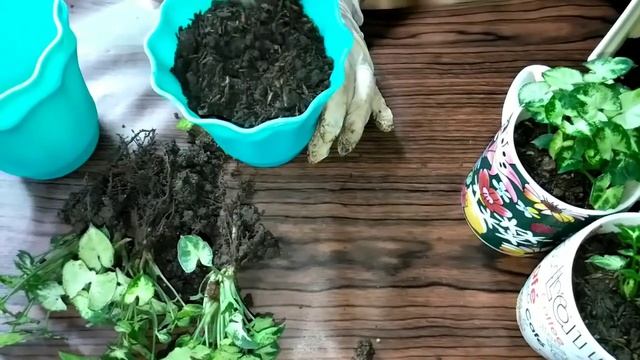 Syngonium Pixie white| Mini Arrowhead Repotting @emzsantillan1207 смотреть онлайн