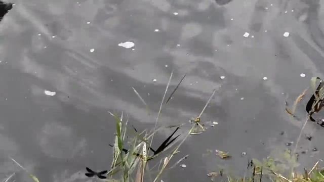 Необычные бабочки и черные стрекозы смотреть онлайн