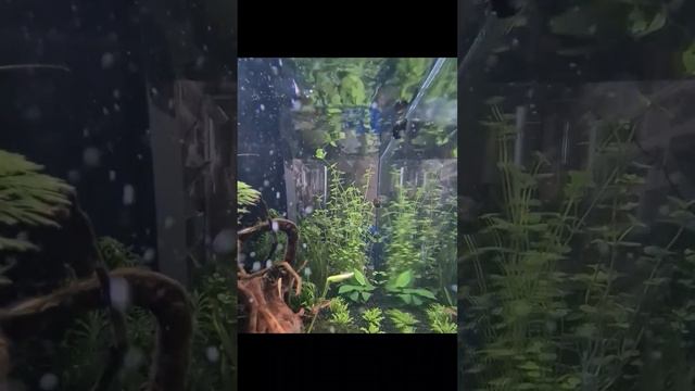 Заселение в аквариум 70 литров (продолжение) смотреть онлайн