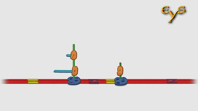 Транскрипция, трансляция и полисомы. Transcription, Translation And Polysomes