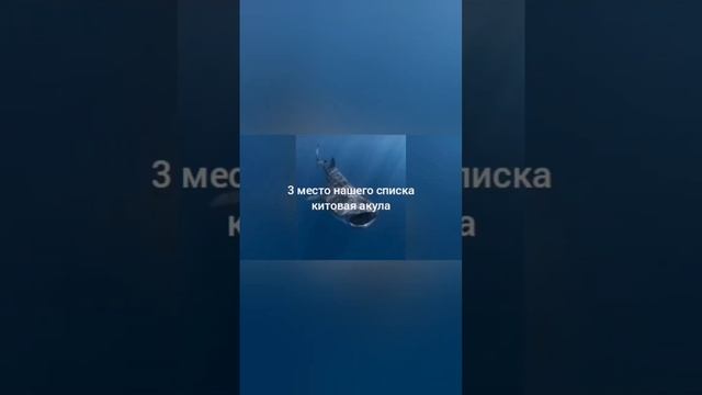 топ 5 самых тежёлых животных в мире смотреть онлайн