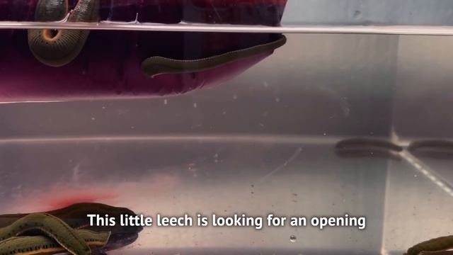 WHAT HAPPEN YOU PUT INTO BAG BLOOD TO 8 HUNGRY LEECHES? смотреть онлайн