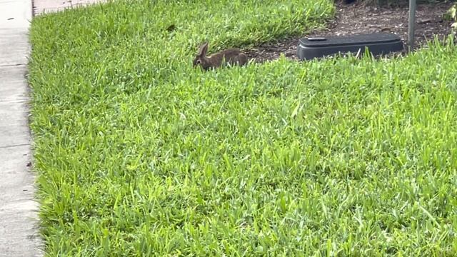 #360 США-ВЛОГ-НАШИ ВЫХОДНЫЕ-СЕМЕЙНЫЙ ВЛОГ-USADAY