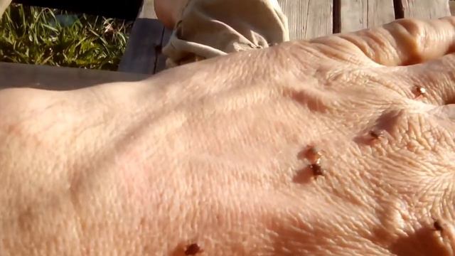 Клещей тьма тьмущая. смотреть онлайн