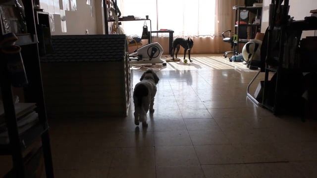 dogs intelligence собаки играют в ковбоев интеллектуальные игры собак смотреть онлайн