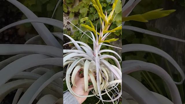 Tillandsia xerographica смотреть онлайн