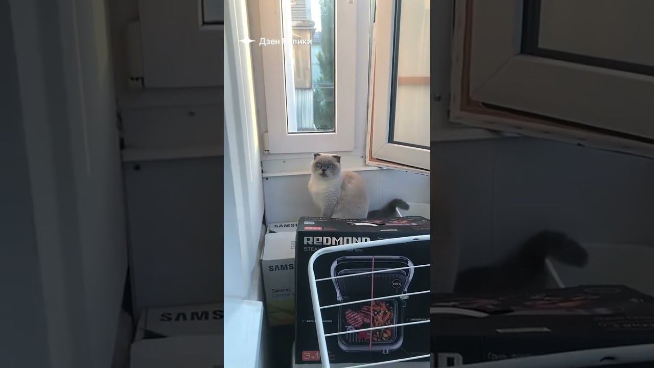 Кошка прячется на балконе #кошка смотреть онлайн