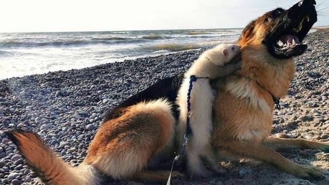 Необычная дружба хорька и овчарки покоряет пользователей сети смотреть онлайн
