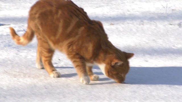 Спортивный талисман в Славянке. Рыжий кот по имени Лева. Он живет на стадионе «Юность» смотреть онлайн