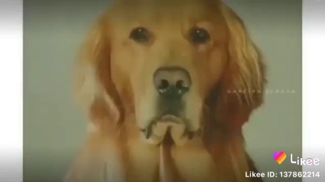 Майса канал(5)