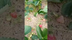 клубника Камрад Победитель и Кисс Неллис