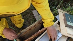 Отправляем плодных маток среднерусской породы | Как нуклеусы переносят жару