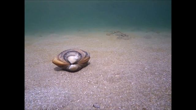 Как зарываются в песок ракушки смотреть онлайн