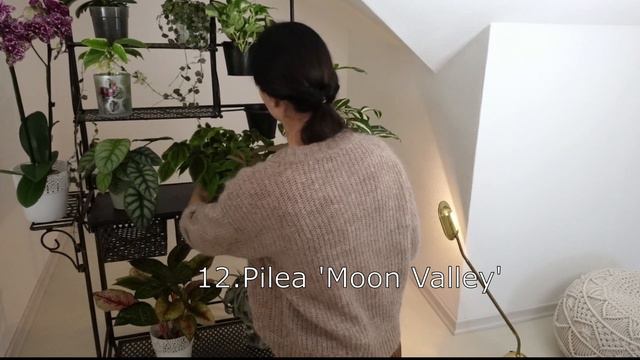 Creating a display of 16 beautiful indoor plants | Potted plants arrangement смотреть онлайн