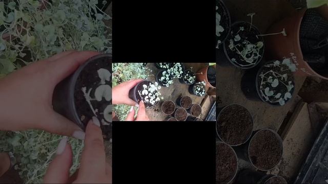 Дихондра серебристая размножение и уход. смотреть онлайн