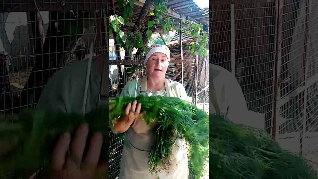 ОБЯЗАТЕЛЬНО заготовь это для кур. смотреть онлайн