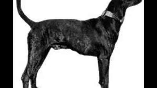 Plott Hound ~ Puppies For Sale, By Pets4You.com