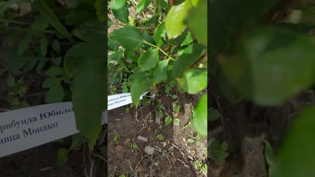 Роза Юбилей принца Монако. Питомник КСП. смотреть онлайн