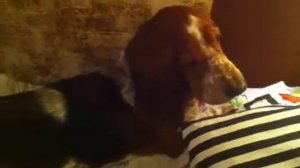 Пение бассет-хаунда по имени Шамик