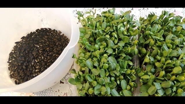 ?????КАК ВЫРАСТИТЬ МИКРОЗЕЛЕНЬ ПОДСОЛНЕЧНИКА смотреть онлайн