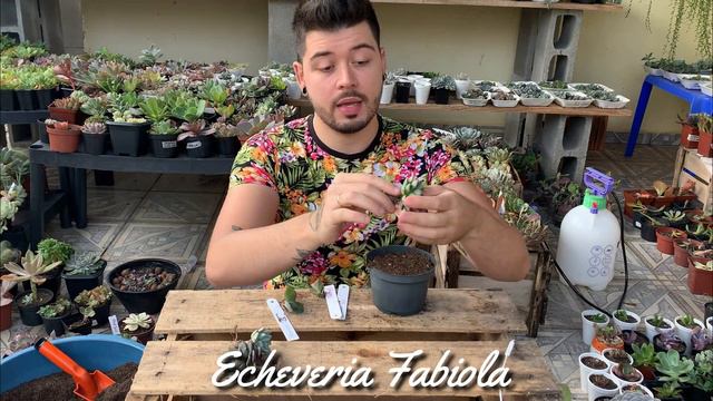 PLANTANDO MINHAS SUCULENTAS RARAS - SUCU LOVERS смотреть онлайн