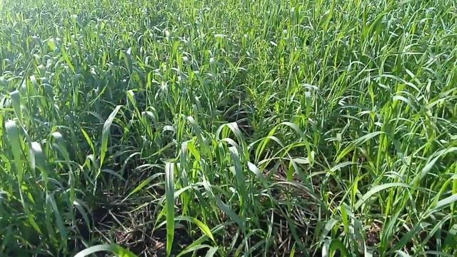 Посевы пшеницы ПРПК МИР смотреть онлайн