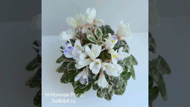 Сенполии-колокольчики
