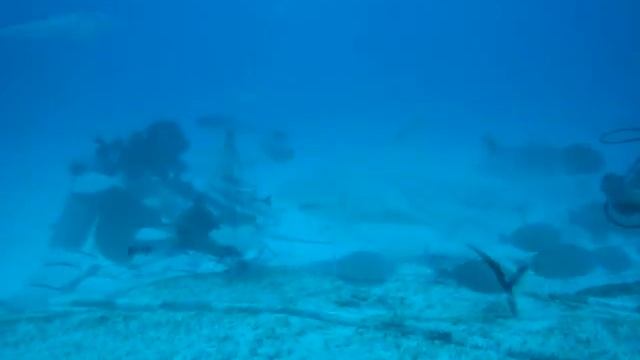 Кормление бычьих акул (Bull sharks feeding) смотреть онлайн