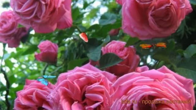 Роза плетистая Клайминг Баллет (climbing Ballet) ? обзор: как сажать, саженцы розы Клайминг Баллет